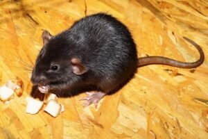 rodent proofing services