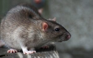 rodent control and proofing