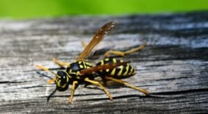 Do Wasps Sting More Than Once?