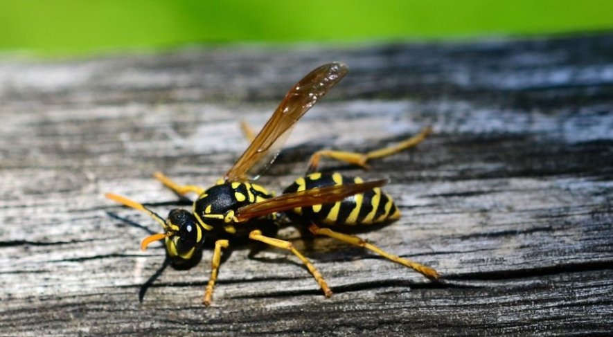 Do Wasps Sting At Night?