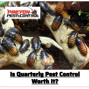 Is Quarterly Pest Control Worth It?