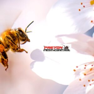10 Plants That Repel Bees Wasps 