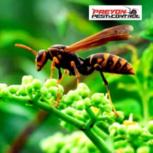 Different types of wasps you may encounter this summer