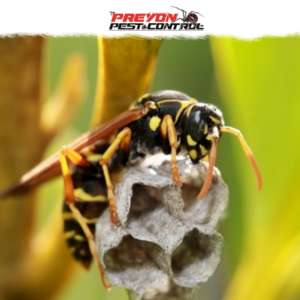 How Long Do Wasps Live?