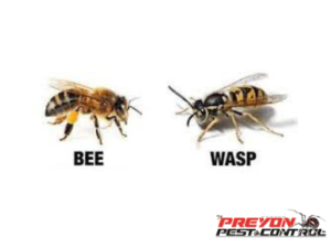 Wasp-vs-Bee