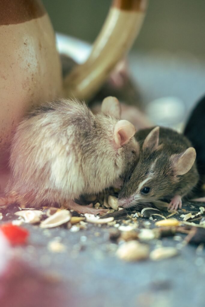 Rat Exterminator Chicago