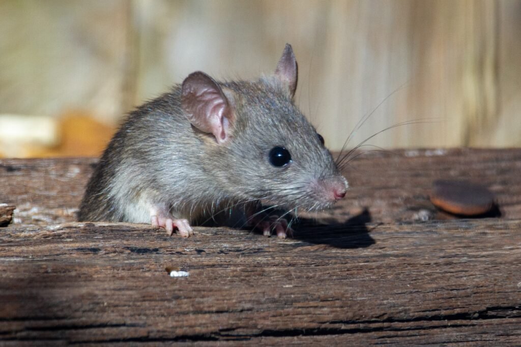 Rat Exterminator Chicago