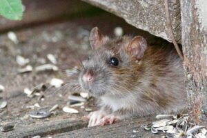 Rat Exterminator Chicago