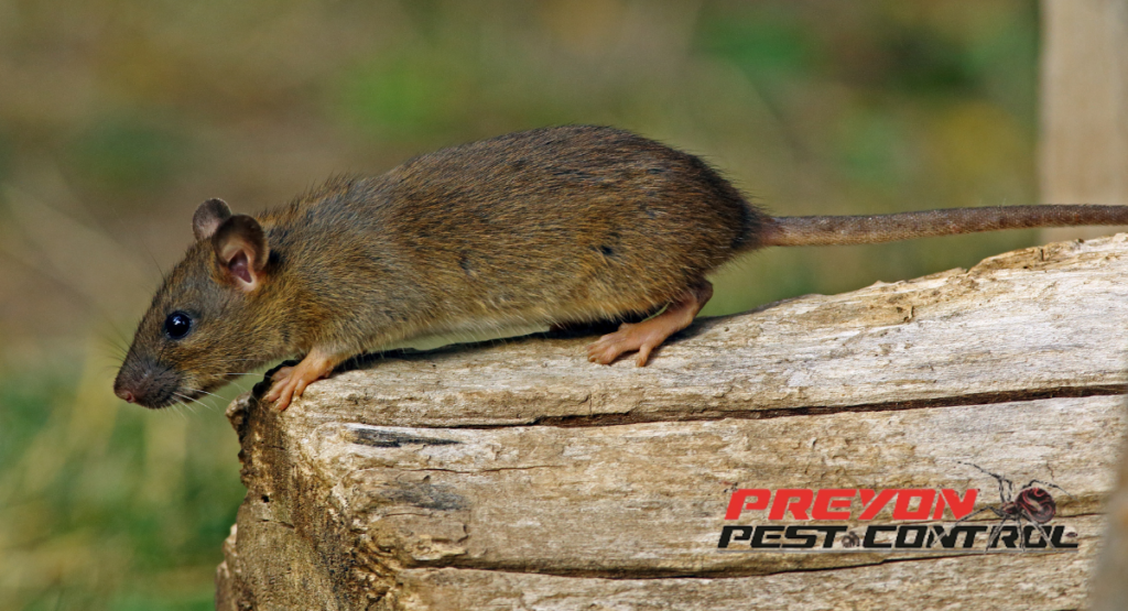 How Big Is An Eastern Woodrat - Preyon Pest Control