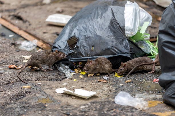 Brown Rat Exterminator Chicago